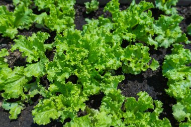 Taze yeşil meşe ağacını kapatın organik sebze çiftliği ve bahçe sağlıklı gıdalar