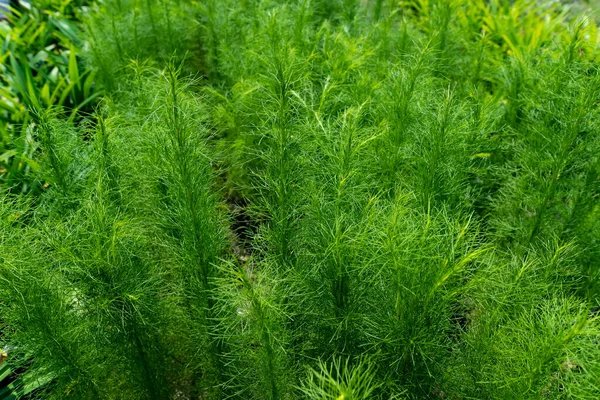 Nahaufnahme Von Frischem Kreuzkümmel Cuminum Cyminum Biologischem Gemüsebauernhof Und Garten lizenzfreie Stockfotos