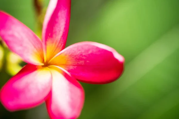 Primer Plano Macro Hermosa Flor Rosa Púrpura Fondo Rama Del —  Fotos de Stock