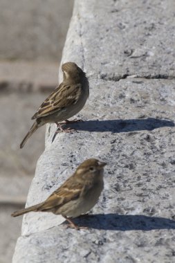 Göl kenarında kayanın üzerinde kuş