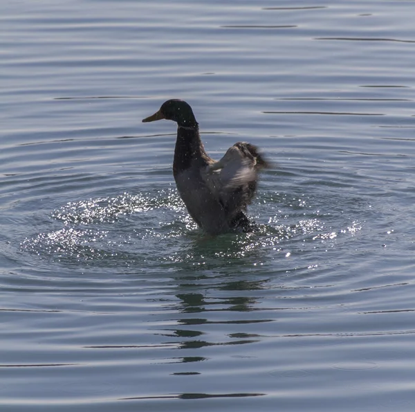 Patos en el lago —  Fotos de Stock