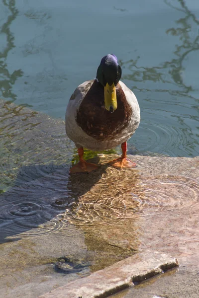 Un lindo patos — Foto de Stock