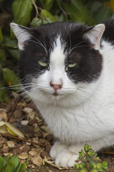 Schattig kat in de tuin — Stockfoto