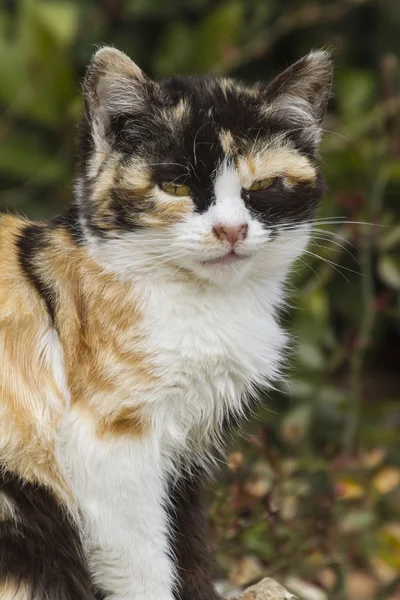 Cute cat in the garden — Stock Photo, Image