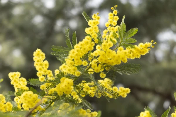 Mimosen-Blume im Garten — Stockfoto