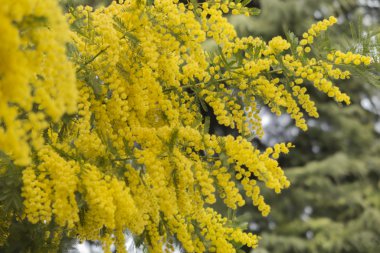 Mimoza Çiçek bahçesinde