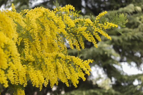 Fiore mimosa in giardino — Foto Stock