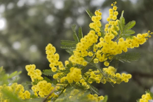 Fleur de mimosa dans le jardin — Photo