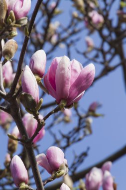 çiçekli Manolya ağacı
