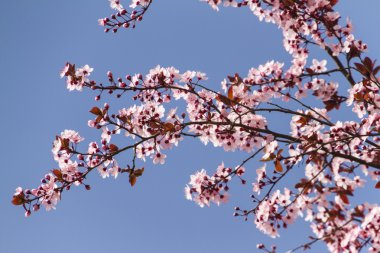 Ağaçtaki pembe çiçekler