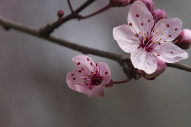 Ağaçtaki pembe çiçekler