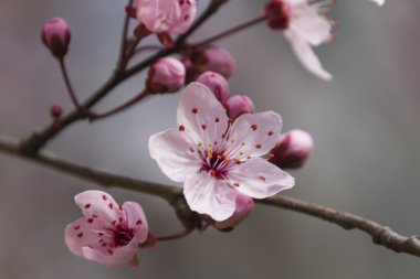 Ağaçtaki pembe çiçekler