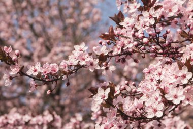 Ağaçtaki pembe çiçekler