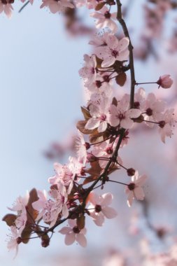 Ağaçtaki pembe çiçekler