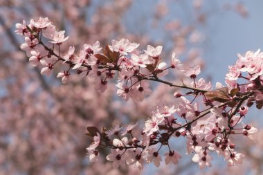 Ağaçtaki pembe çiçekler