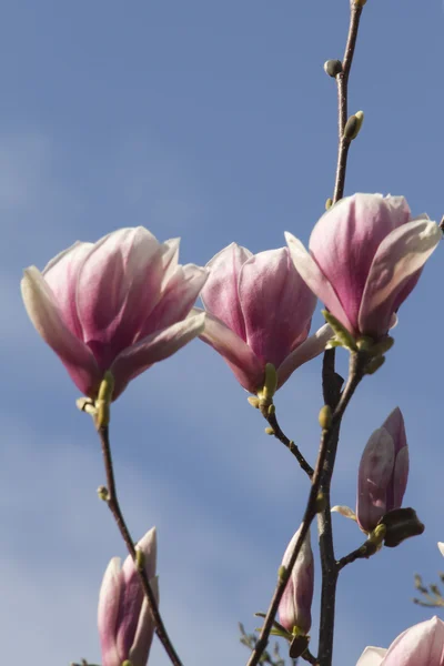 Árvore de magnólia florescente — Fotografia de Stock