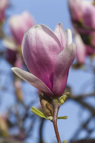 Kvetoucí magnolie strom — Stock fotografie