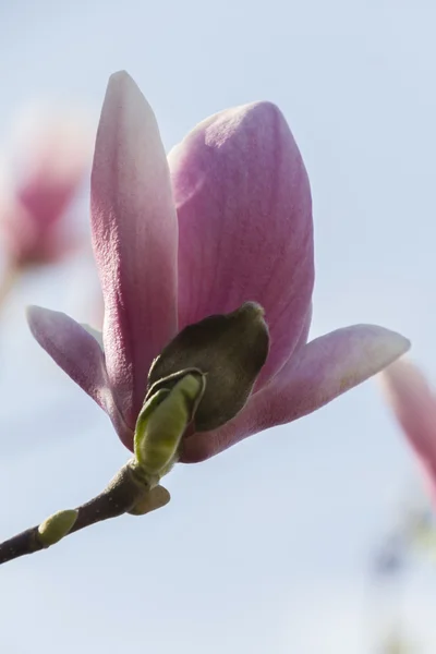 꽃 목련 나무 — 스톡 사진
