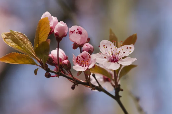 Pink flowers on the tree — Stock Photo, Image