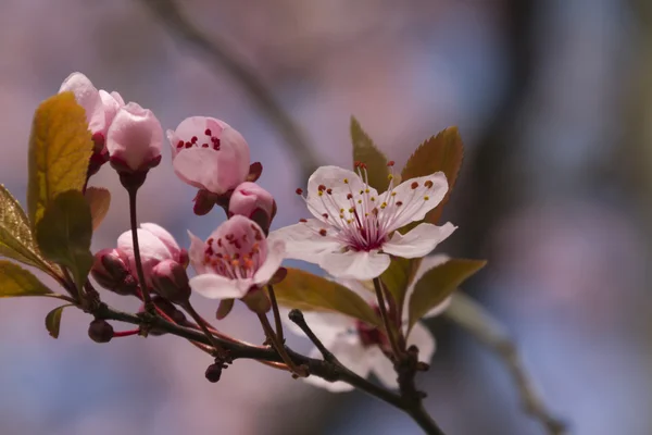 Rosa blommor på trädet — Stockfoto