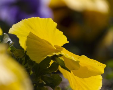 menekşe renkli bahar