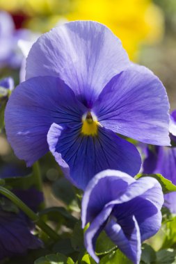 menekşe renkli bahar