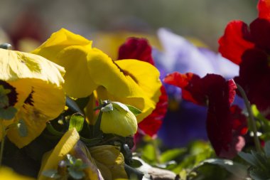 menekşe renkli bahar