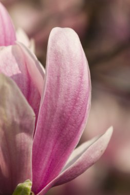 çiçekli Manolya ağacı