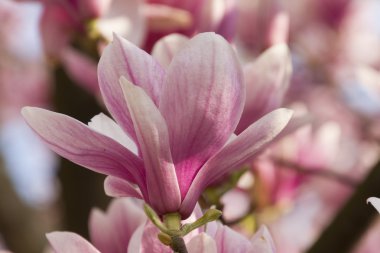 çiçekli Manolya ağacı