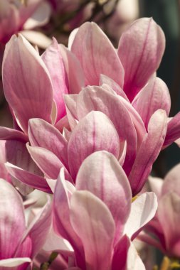 çiçekli Manolya ağacı