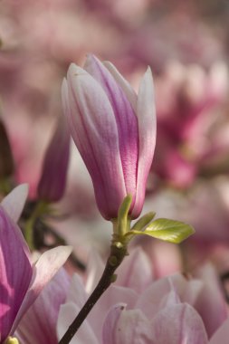 çiçekli Manolya ağacı
