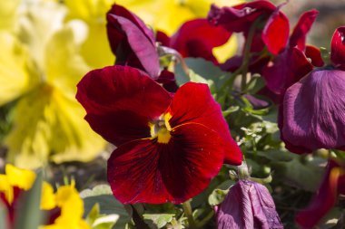 menekşe renkli bahar