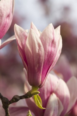 çiçekli Manolya ağacı