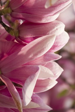 çiçekli Manolya ağacı