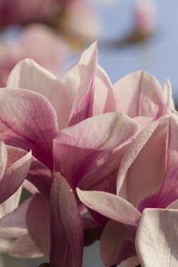 çiçekli Manolya ağacı