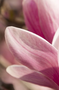 çiçekli Manolya ağacı