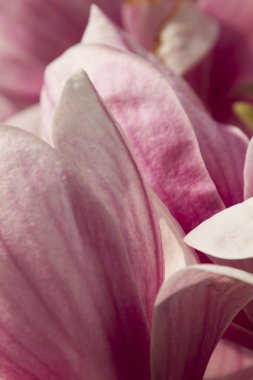 çiçekli Manolya ağacı