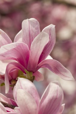 çiçekli Manolya ağacı