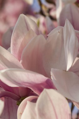 çiçekli Manolya ağacı