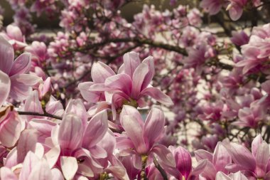 çiçekli Manolya ağacı