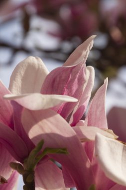 çiçekli Manolya ağacı