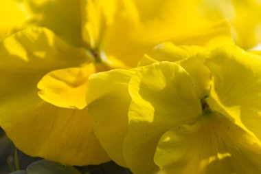 menekşe renkli bahar