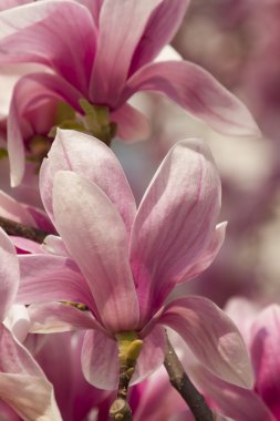 çiçekli Manolya ağacı