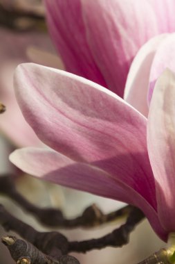 çiçekli Manolya ağacı