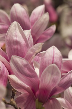 çiçekli Manolya ağacı