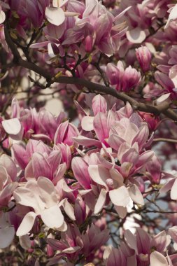 çiçekli Manolya ağacı