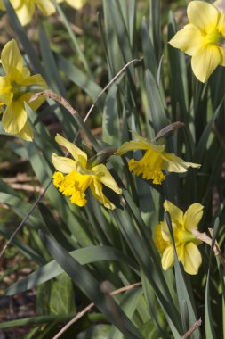 Bahçedeki nergis çiçeği.