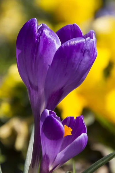 Colchicum i trädgården — Stockfoto