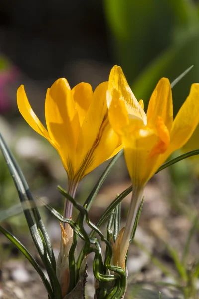 Colchicum no jardim — Fotografia de Stock