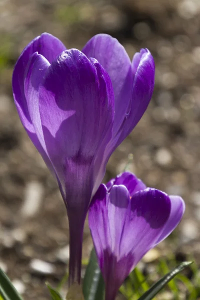 Colchicum i trädgården — Stockfoto